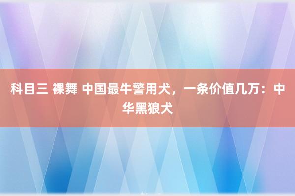 科目三 裸舞 中国最牛警用犬，一条价值几万：中华黑狼犬